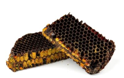 Перга — пчелиный хлеб, пища пчел, хлебина, необработанный цветень.